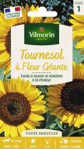 Tournesol à Fleur Géante